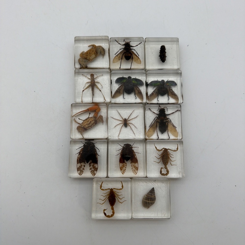 14 Insect Bugs in Acrylic Lucite Resin Blocks Scorpion Beetle Magnifying Glass